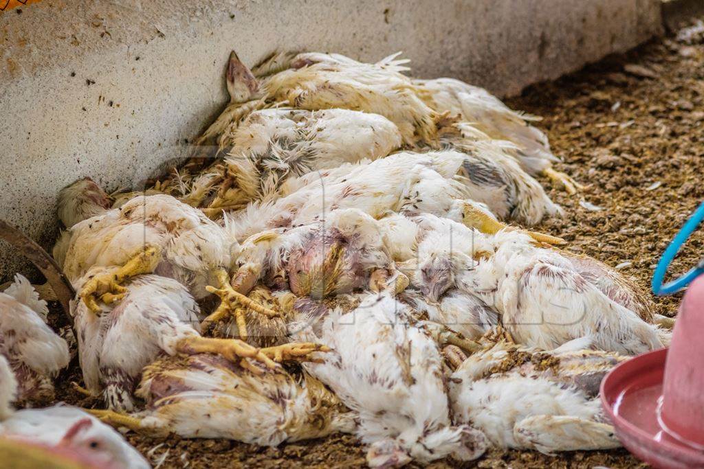 Pile of dead and decaying Indian broiler chickens on a poultry meat farm in Maharashtra, India, 2016