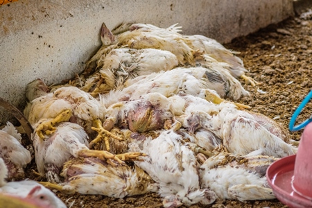 Pile of dead and decaying Indian broiler chickens on a poultry meat farm in Maharashtra, India, 2016