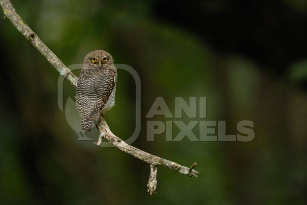 Barred Jungle Owlet sitting on branch in the forest