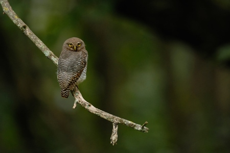 Barred Jungle Owlet sitting on branch in the forest