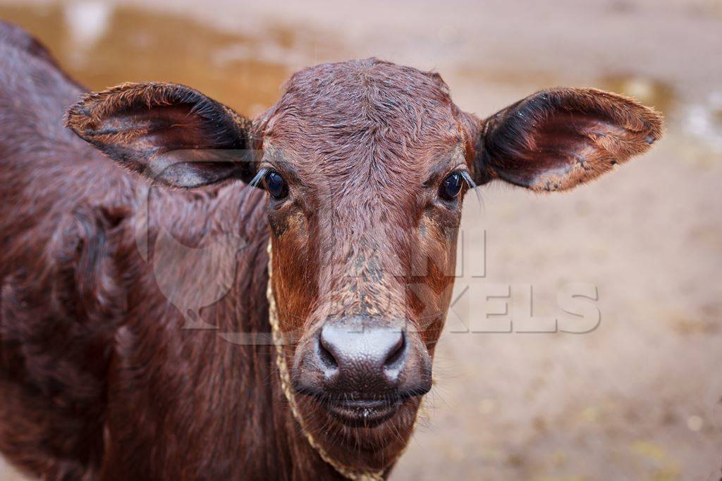 Dairy calf tied up in an urban dairy in Maharashtra