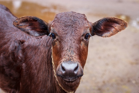 Dairy calf tied up in an urban dairy in Maharashtra