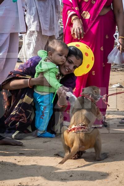 Man with dancing macaque monkeys  illegal performing for entertainment and begging for money for spectators at Pushkar camel fair in Rajasthan