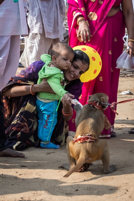 Man with dancing macaque monkeys  illegal performing for entertainment and begging for money for spectators at Pushkar camel fair in Rajasthan