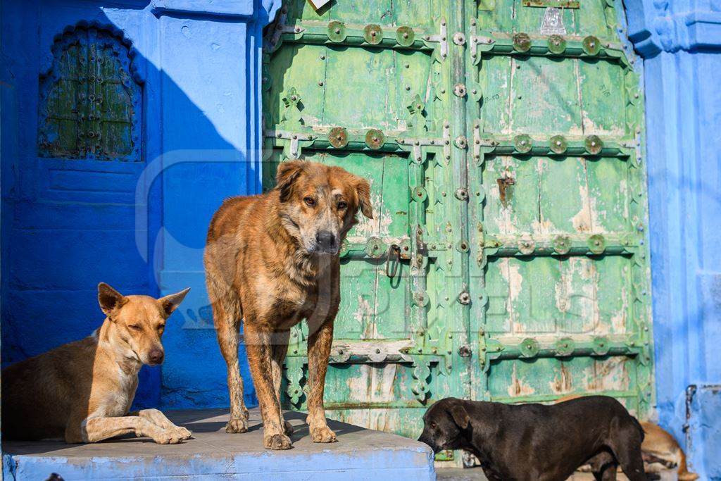 Indian street dogs or stray pariah dogs with green door and blue wall background in the urban city of Jodhpur, India, 2022