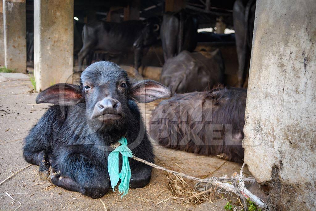 Farmed Indian buffalo calf tied up away from the mother, with a line of chained female buffaloes in the background on an urban dairy farm or tabela, Aarey milk colony, Mumbai, India, 2023