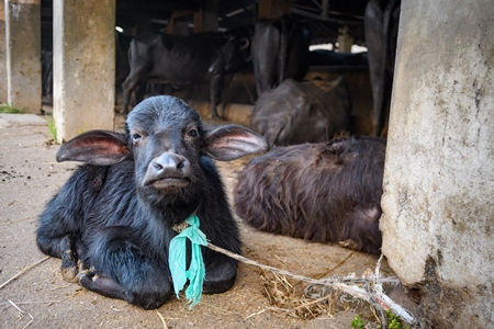 Farmed Indian buffalo calf tied up away from the mother, with a line of chained female buffaloes in the background on an urban dairy farm or tabela, Aarey milk colony, Mumbai, India, 2023