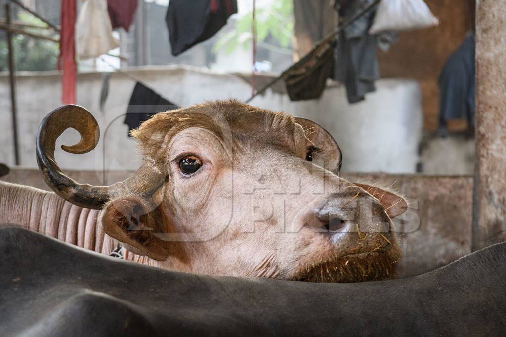 Pale Indian buffalo on an urban dairy farm or tabela, Aarey milk colony, Mumbai, India, 2023