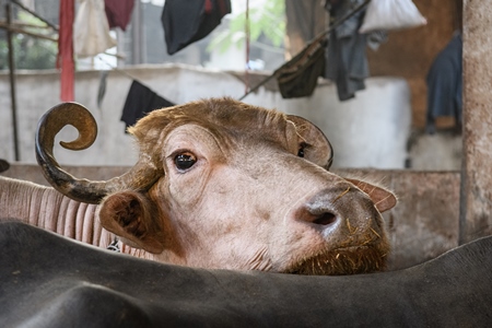 Pale Indian buffalo on an urban dairy farm or tabela, Aarey milk colony, Mumbai, India, 2023