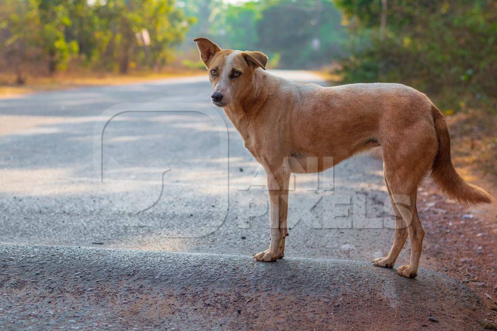 Photo of friendly Indian street or stray dog on road in Goa in India