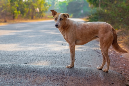 Photo of friendly Indian street or stray dog on road in Goa in India