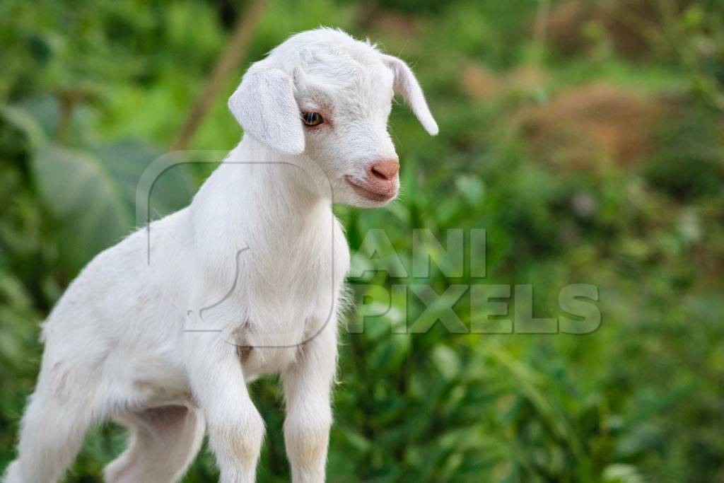 Small cute white baby goat with green background