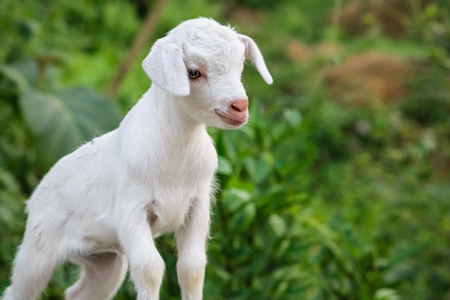 Small cute white baby goat with green background