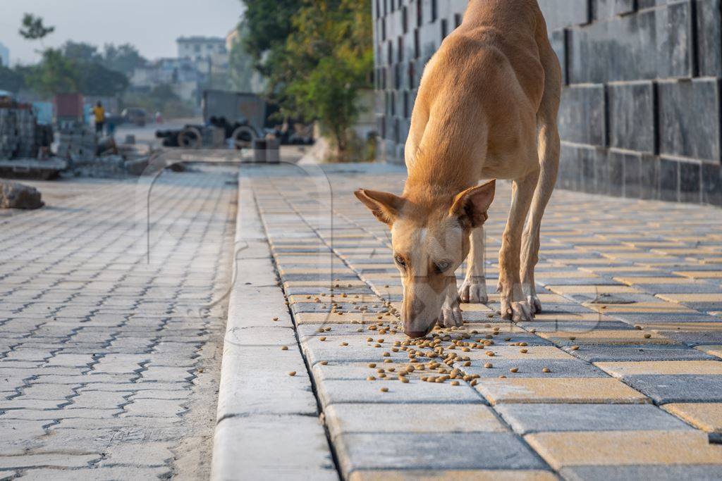 Hungry Indian street or stray dog eating food on road in urban city in India