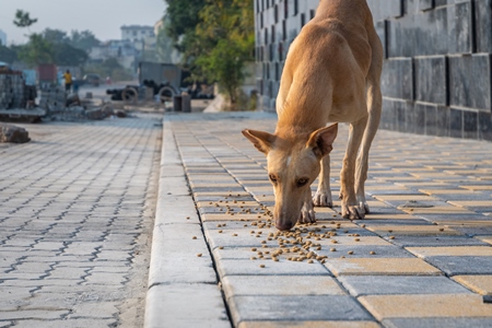 Hungry Indian street or stray dog eating food on road in urban city in India