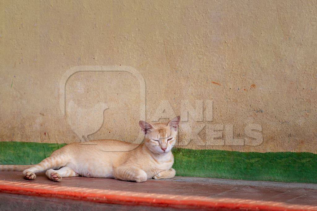 Photo of stray ginger Indian street cat lying on the street with orange background, in India