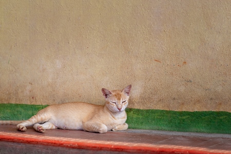 Photo of stray ginger Indian street cat lying on the street with orange background, in India