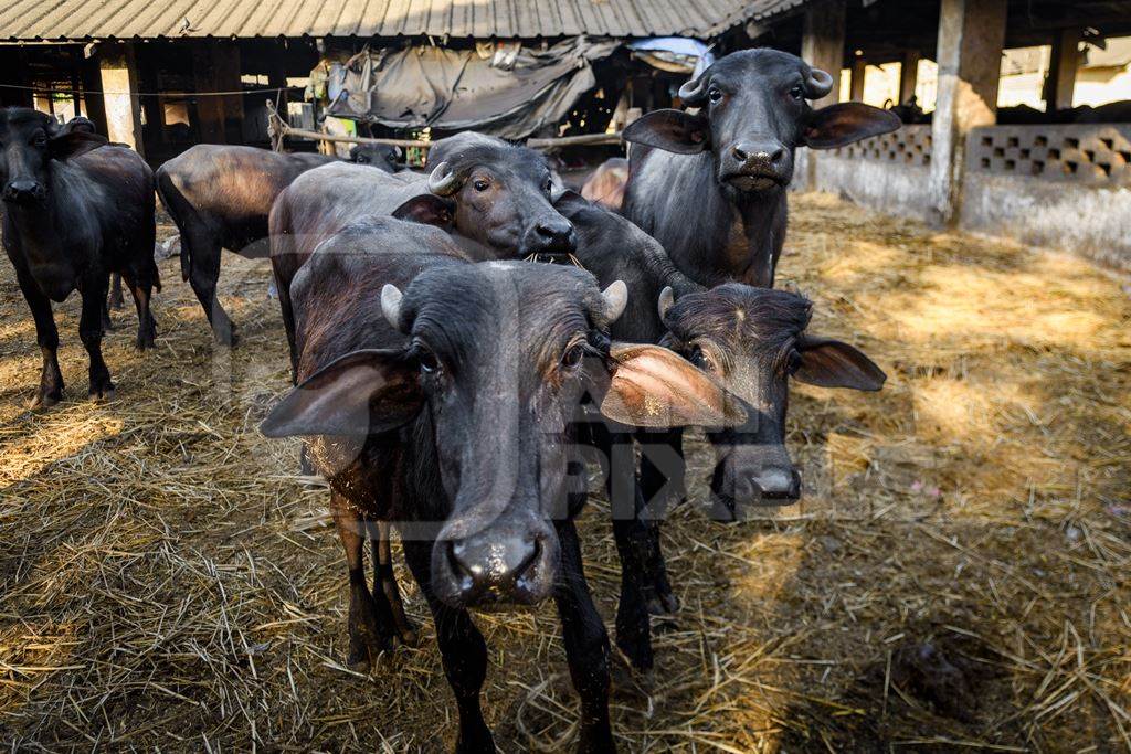 Pen containing female Indian buffaloes being reared to replace the milking herd on an urban dairy farm or tabela, Aarey milk colony, Mumbai, India, 2023