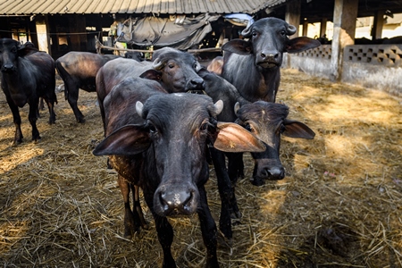 Pen containing female Indian buffaloes being reared to replace the milking herd on an urban dairy farm or tabela, Aarey milk colony, Mumbai, India, 2023