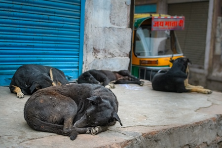 Many Indian street dogs or Indian stray pariah dogs sleeping, Jodhpur, Rajasthan, India, 2022