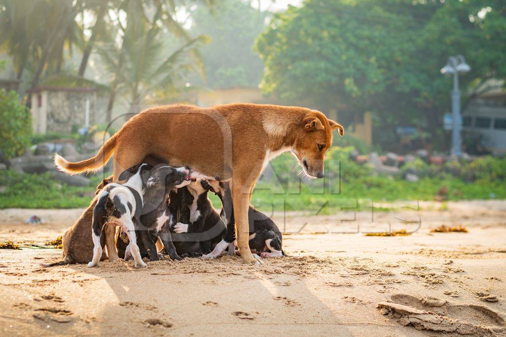 Mother Indian stray street dog with litter of puppies suckling on a beach in Maharashtra, India