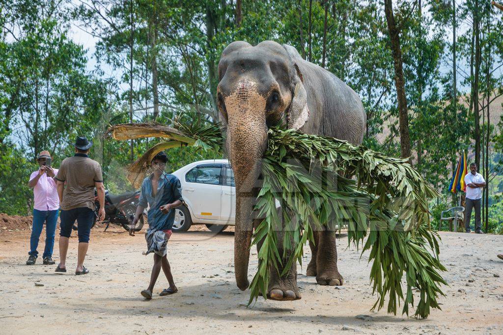 Elephant used for tourist rides in the hills of Munnar in Kerala