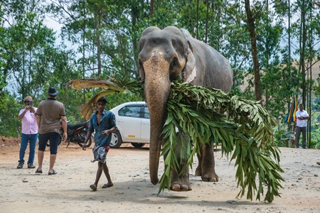 Elephant used for tourist rides in the hills of Munnar in Kerala