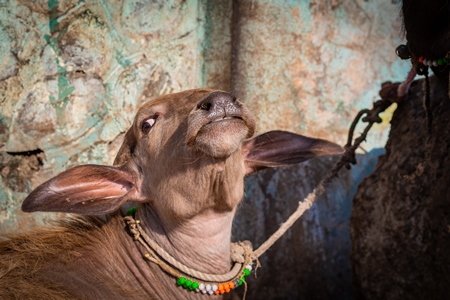 Indian buffalo calf tied up away from his mother at an urban buffalo tabela or Indian dairy farm in Pune, Maharashtra, India, 2021