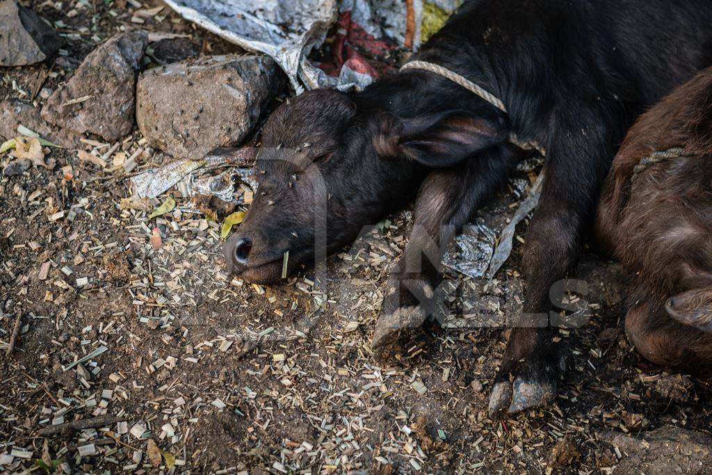 Small buffalo calves lying in a heap in an urban dairy in a city