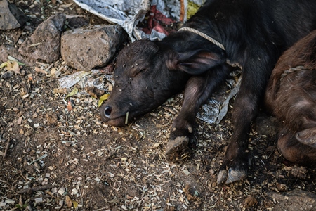 Small buffalo calves lying in a heap in an urban dairy in a city