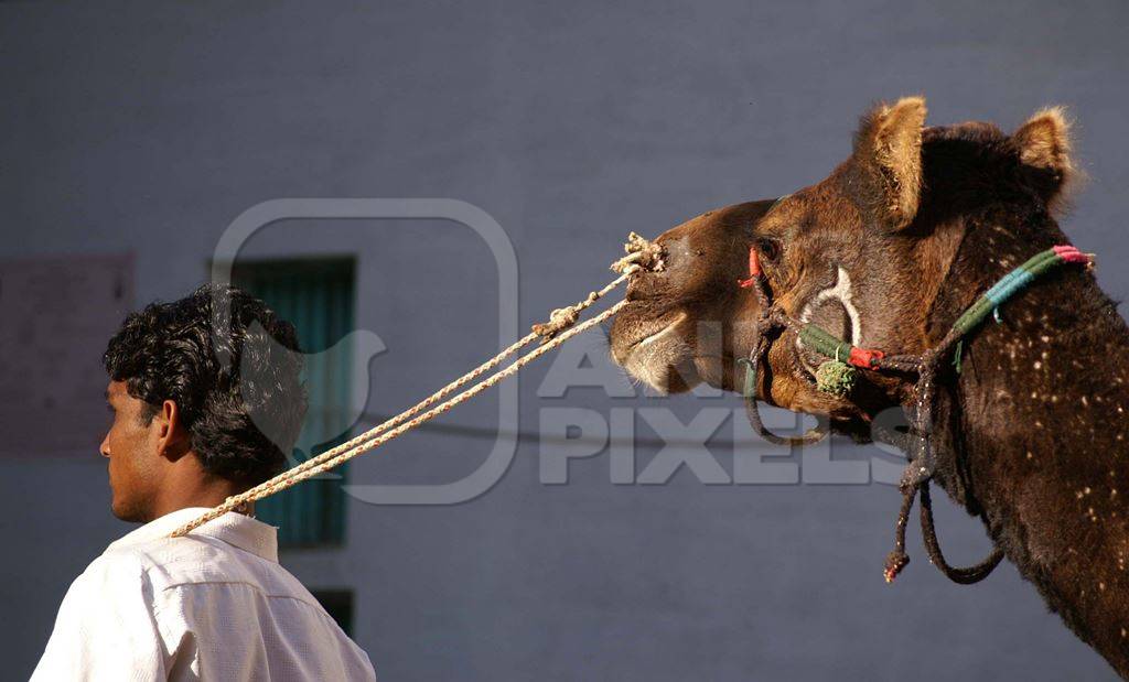 Man leading brown camel with grey background