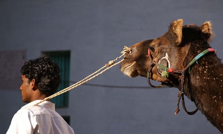 Man leading brown camel with grey background