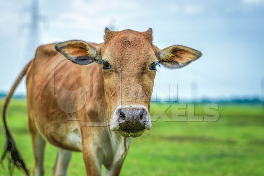 Photo of Indian dairy cow in a green field on a farm in a village in  rural Assam, India