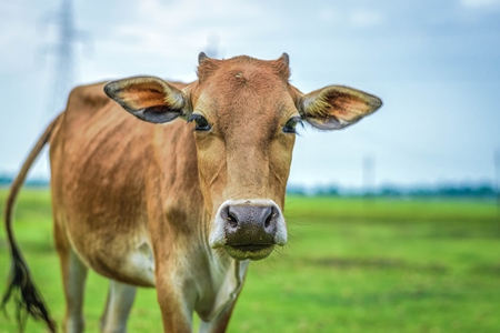 Photo of Indian dairy cow in a green field on a farm in a village in  rural Assam, India