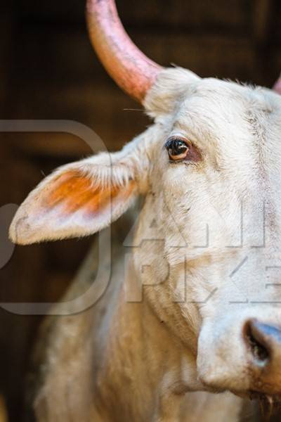 Close up of face of white Indian cow with large pink horns on street in city in India