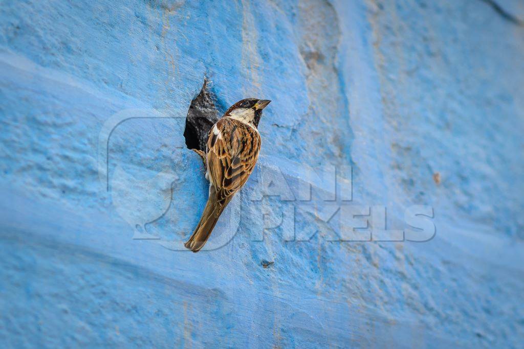 Indian house sparrow birds making nests in small holes in the walls of blue houses in the urban city of Jodhpur, Rajasthan, India, 2022