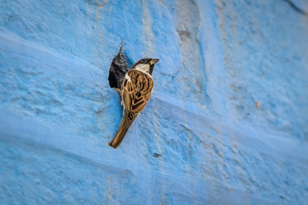 Indian house sparrow birds making nests in small holes in the walls of blue houses in the urban city of Jodhpur, Rajasthan, India, 2022