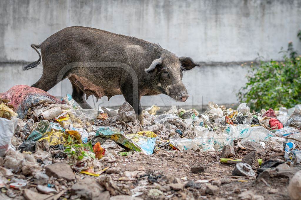 Feral pig on pile of garbage in urban city