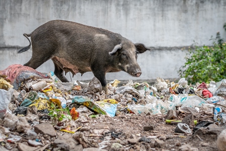 Feral pig on pile of garbage in urban city