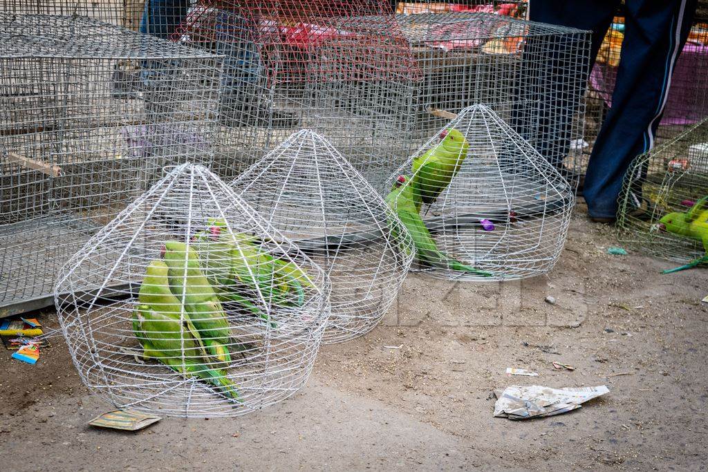 Indian rose-ringed parakeets in cages on sale illegally as pets at Kabootar market in Delhi, India, 2022, in contravention of the Wildlife Protection Act, 1972