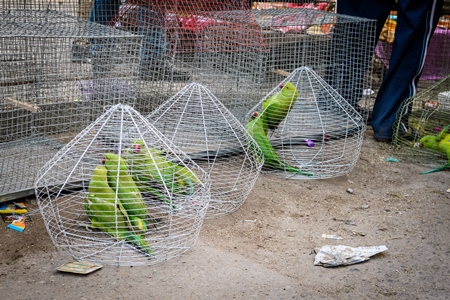 Indian rose-ringed parakeets in cages on sale illegally as pets at Kabootar market in Delhi, India, 2022, in contravention of the Wildlife Protection Act, 1972