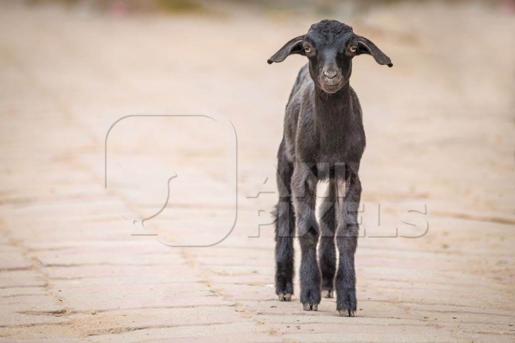 Black goat in village in rural Bihar