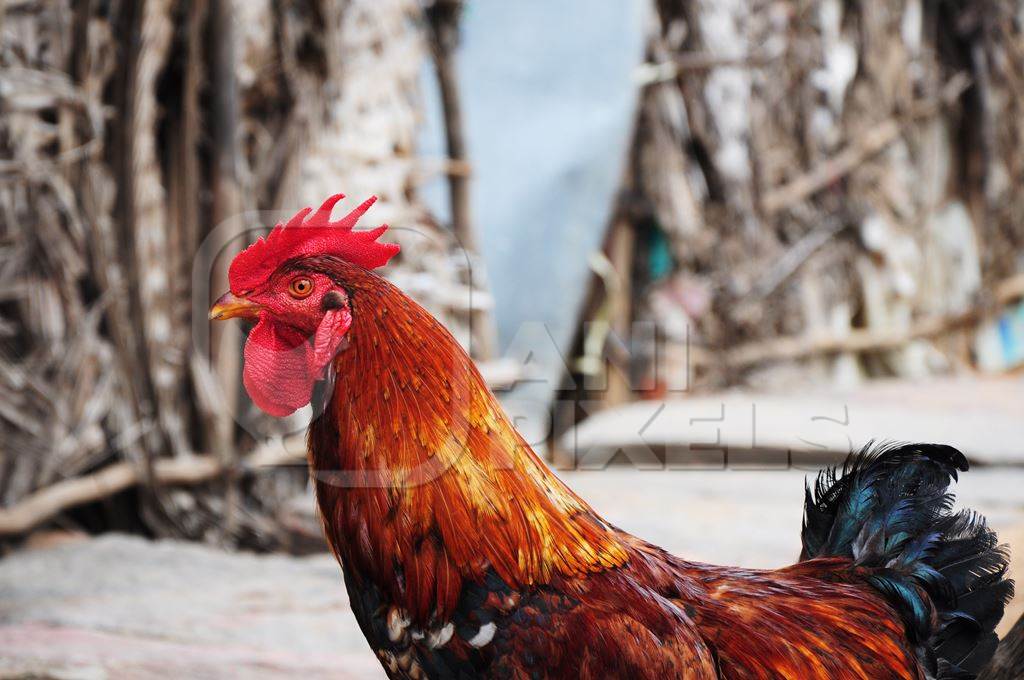 Red rooster cockerel bird in rural village