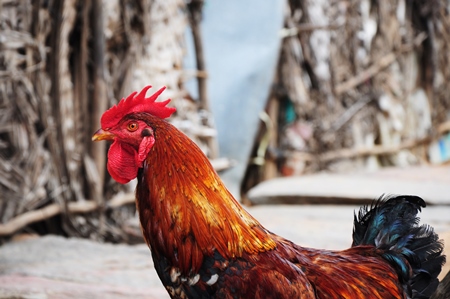 Red rooster cockerel bird in rural village