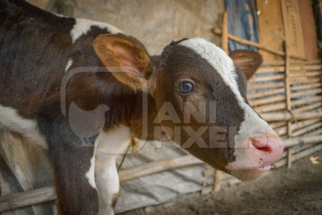 Small sad brown and white baby calf tied up at Sonepur cattle fair in Bihar, 2017