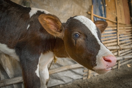 Small sad brown and white baby calf tied up at Sonepur cattle fair in Bihar, 2017