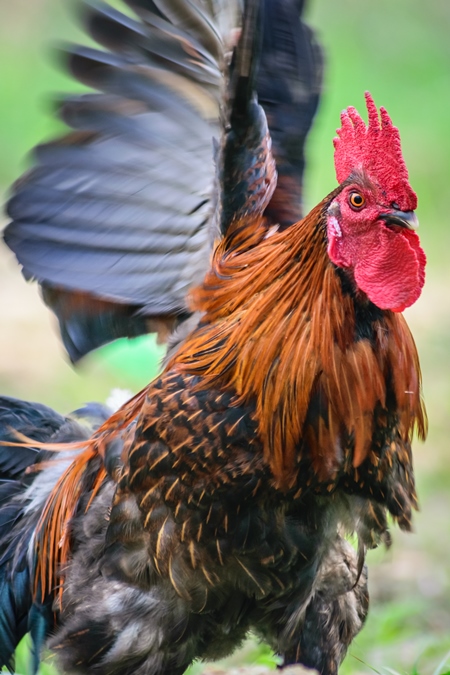 Cockerel flapping wings in a field with green background