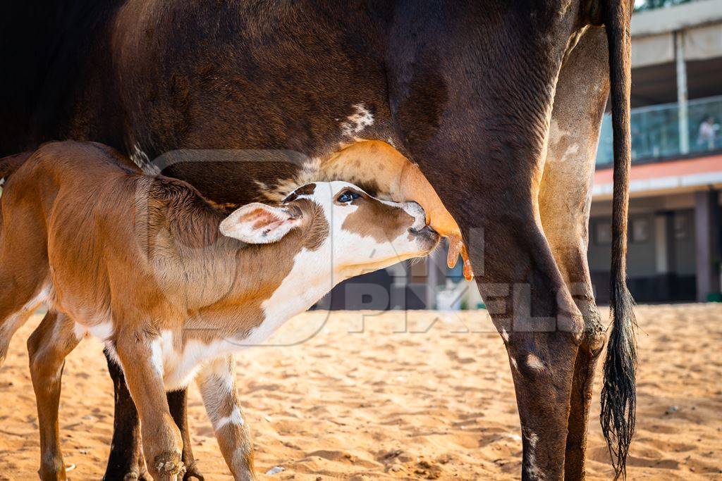 Mother and baby street cows on beach in Goa in India with baby calf suckling milk from mother