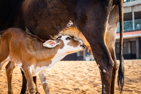 Mother and baby street cows on beach in Goa in India with baby calf suckling milk from mother