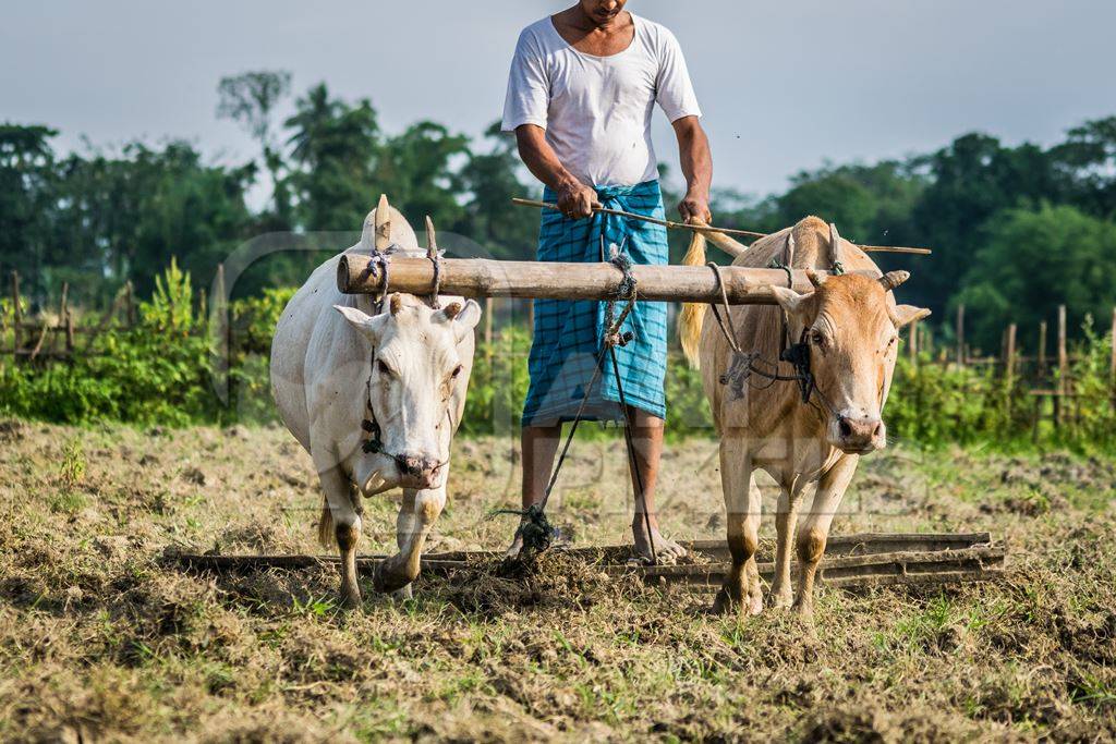 Two working bullocks in harness pulling plough through field with farmer